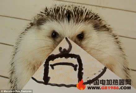 刺猬萌图 很萌的刺猬包