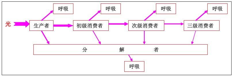初中规律题公式归纳 高考生物重要规律性关系及公式归纳