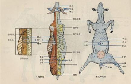 针灸电疗的原理 针灸电疗的原理 电针灸功能原理