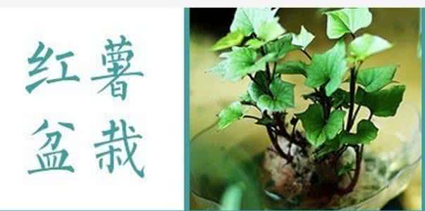 盆栽购买 【转载】还在买盆栽？你OUT了