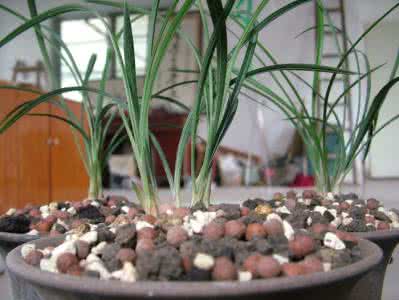 阳台养兰花用什么植料 晒晒我的养兰植料——兰花上盆——效果| 兰花兰草