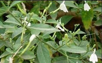 中药仙鹤草 久咳圣药仙鹤草