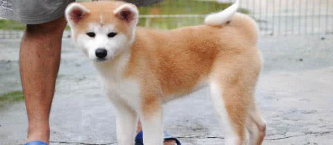 秋田犬智商 秋田犬智商 【秋田犬智商】宠物狗秋田犬智商如何