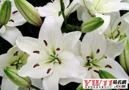 梦见百合花 梦见百合花开 梦见百合花