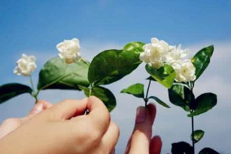 梦见茉莉花开 梦见茉莉