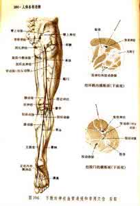 人体要穴定位图