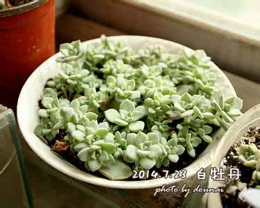 白牡丹叶插图 【多肉植物】多肉植物生长记录:叶插白牡丹