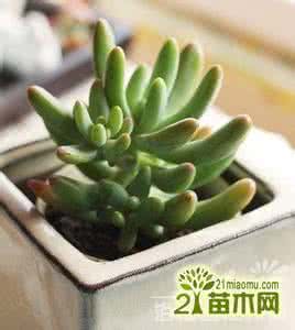 多肉植物八千代 多肉植物八千代的养护(图文)
