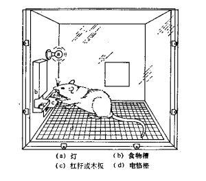 斯金纳盒子 操作性条件反射 斯金纳盒子：操作性条件反射_操作性条件反射