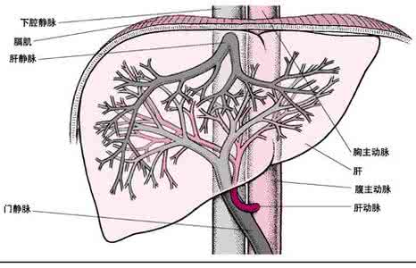 什么是肝性脑病 肝性脑病 什么是肝性脑病