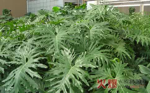 春羽怎么浇水 春羽怎么养