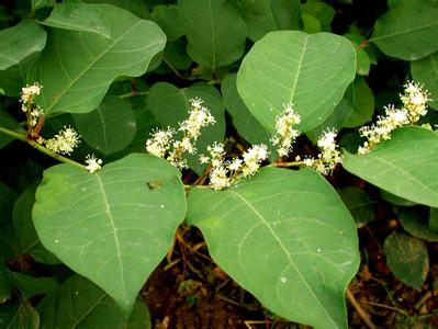 polygonum cuspidatum polygonum cuspidatum Stilbene_glycoside_sulfates_from_Polygonum_cuspidatum.1