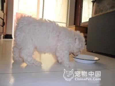比熊犬消化系统好吗 比熊犬的消化问题