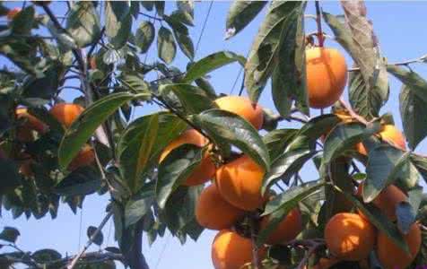 黑枣树嫁接柿子树 柿子树能嫁接红枣树吗 吃了柿子能吃枣吗?