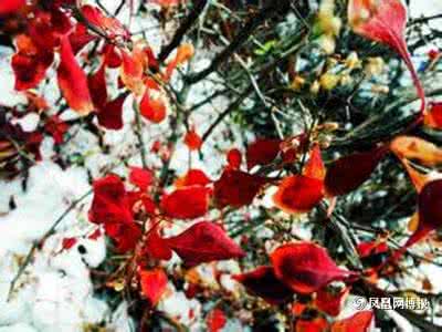 十分秋色无人管 十分秋色无人管，半属芦花半蓼花。元朝  黄庚《江村》