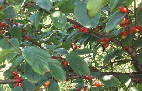 山萸肉和酒萸肉的区别 山茱萸和吴茱萸的区别