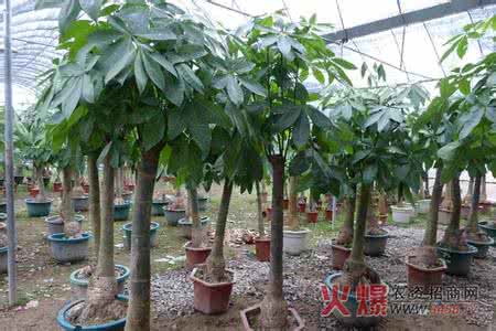 发财树的养殖方法 发财树好养吗？发财树的养殖技巧