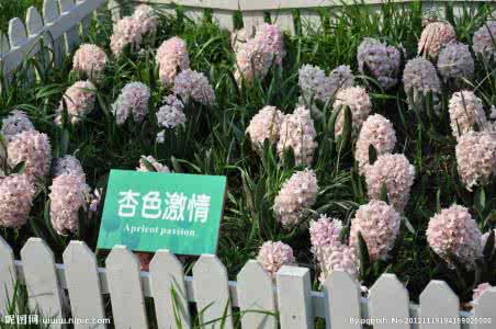 风信子花语 杏色风信子花语