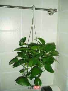 绿萝种植技巧 绿萝种植方法 怎样种植绿萝 绿萝种植有技巧