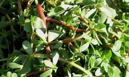 爱吃酸菜的赶紧收藏 吃这些菜小心中毒,春天一定别乱吃(收藏后,告诉身边人)