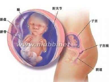 怀孕五个月胎动少 怀孕五个月胎动少 五个月胎动少的原因