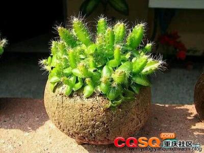 火龙果盆栽种植方法 火龙果盆栽种植方法 盆栽果菜的种植方法