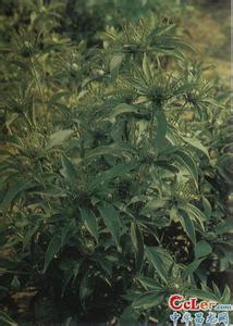 利水渗湿的中成药 利水渗湿 利水渗湿 【中药讨论专版】