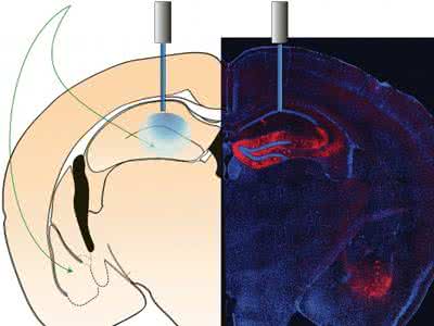 科学家不承认前世记忆 Neuron 科学家发现反记忆是记忆消失的原因