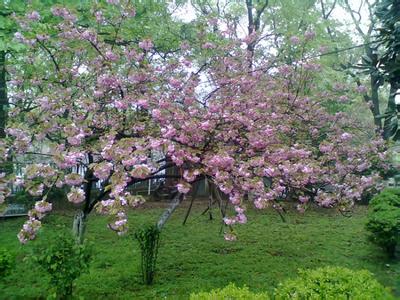 庭前花开花落云卷云舒 闲看庭前花开花落漫随天外云卷云舒_闲看庭前花开花落