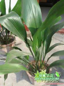 家庭养花大全配图 家庭养花大全(配图)十四