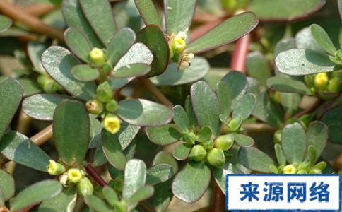 中药止痒偏方 皮肤科偏方 皮肤过敏的5种中药止痒偏方