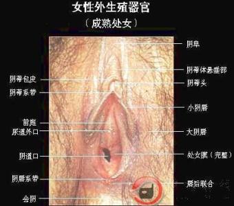 霞浦外阴性不孕 霞浦外阴性不孕 外阴性不孕是什么？外阴性不孕能治好吗？