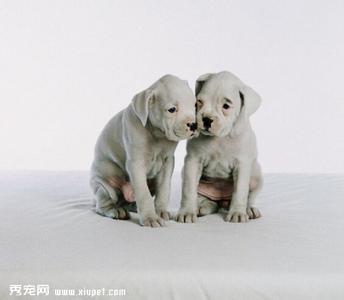 幼犬能喝牛奶吗 幼犬喂养不能选择瓶装牛奶