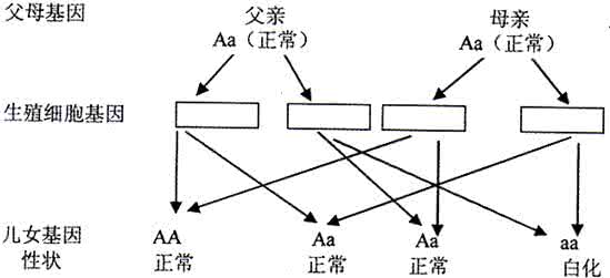 白化病是什么遗传方式 白化病是什么遗传方式 白化病主要遗传方式