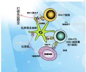 体细胞基因治疗 体细胞基因治疗 体细胞治疗的优势及地位