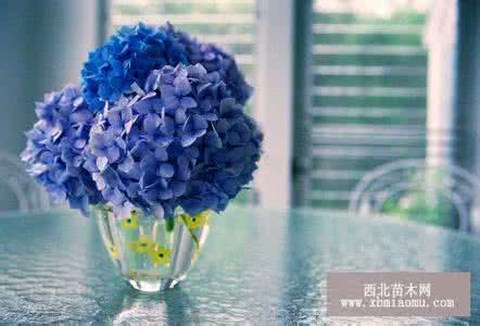 风信子小球 风信子小球怎样培养？