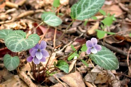 戟叶堇菜与紫花地丁 斑叶堇菜