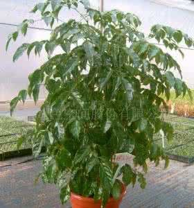 绿宝树太高如何剪枝 绿宝树剪枝 绿宝树什么季节剪枝？