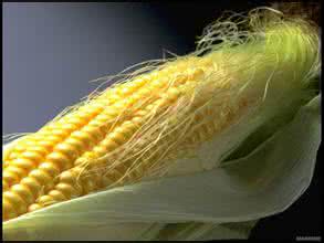 玉米须治好我的肾病 小小玉米须，能治疗肾病！