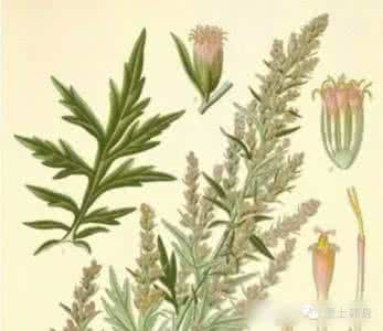 艾叶生姜生葱蘸热酒治 艾叶和酒治腰腿疼