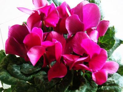 不同颜色仙客来花语 仙客来的花语
