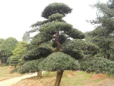 黄山松与马尾松的区别 负雪见贞心——黄山松、马尾松、五针松、罗汉松、黑松