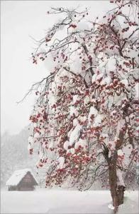 落雪飘进我的视线里 ??一场雪，飘进了唐诗宋词