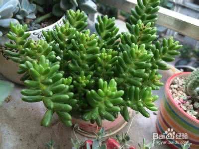 多肉植物种植 多肉植物种植 植物种植经典