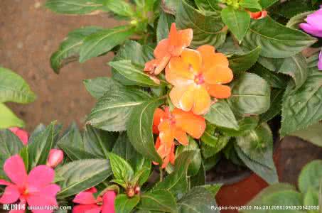非洲凤仙花有毒吗 凤仙花有毒吗 非洲凤仙花怎么养 非洲凤仙花有毒吗