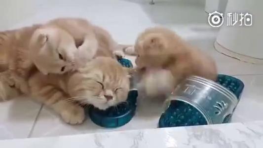 关于吃猫,我们每个人是不是都有错?
