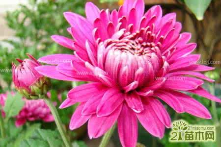 花卉栽培技术 花卉栽培技术 花卉栽培技术及知识要点