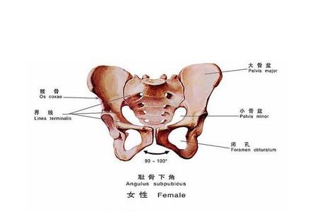 骨盆测量什么时候做 骨盆测量疼吗