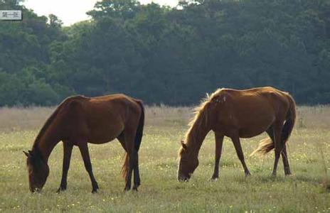 马匹的价格 “马匹”的来历