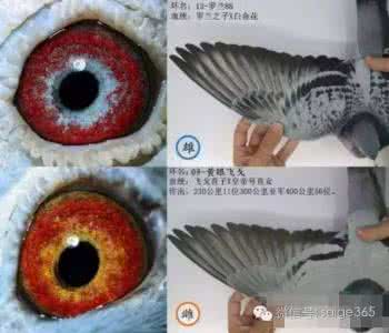 天选之人丨驴鸽 今天资讯 【资讯丨经验】鸽眼你知道多少,今天就告诉你。